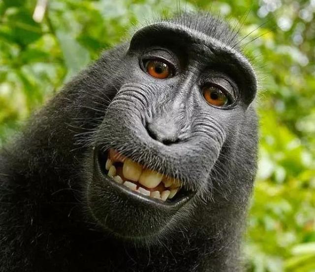 太搞笑了,摄影师发布猴子自拍照被告侵权