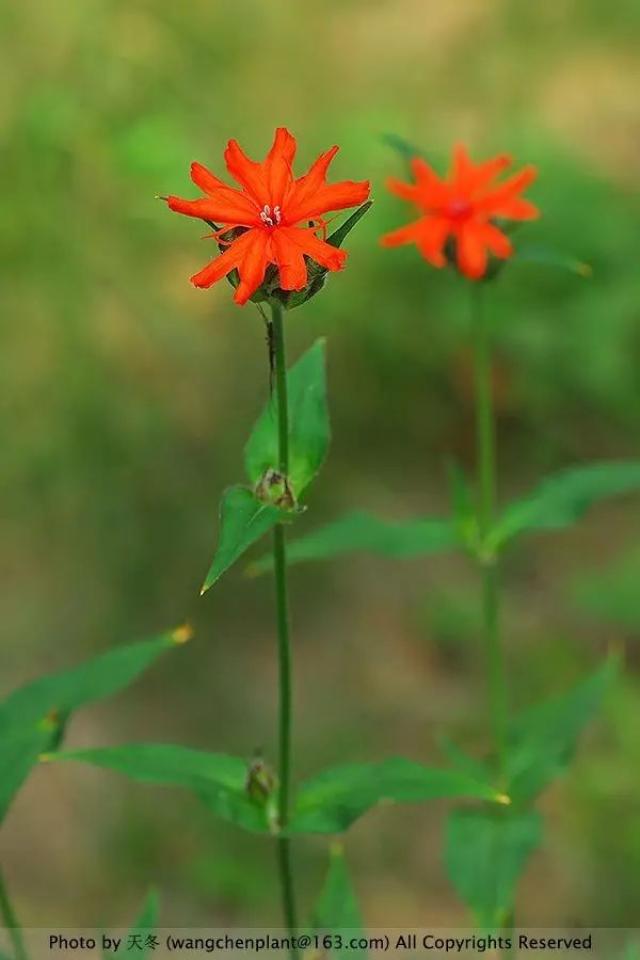 剪秋罗有时花形稍不典型,花瓣裂片略不及1/2处,裂片较宽.