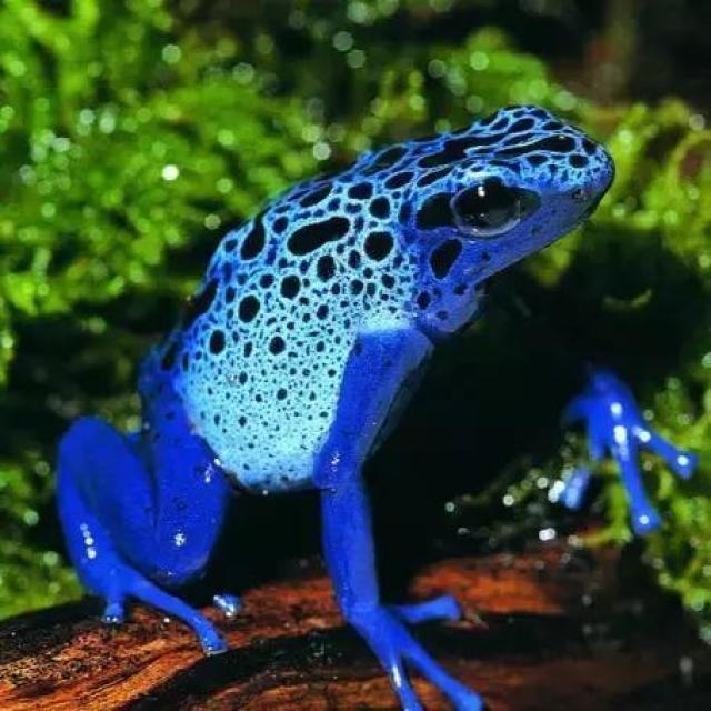 【海有国庆】水下青蛙舞,国庆跳出趣!首届百蛙