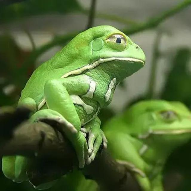 【海有国庆】水下青蛙舞,国庆跳出趣!首届百蛙