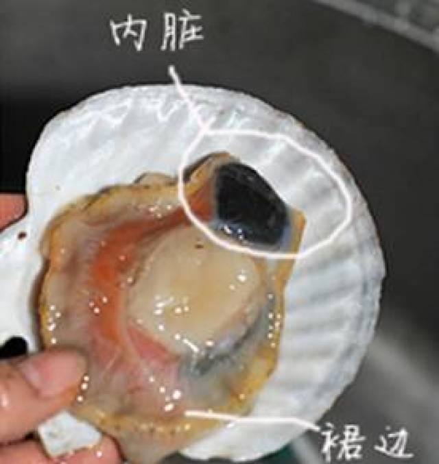 内脏 扇贝肉旁边那个黑色的部位是内脏,里面有很多细菌,建议不要吃.