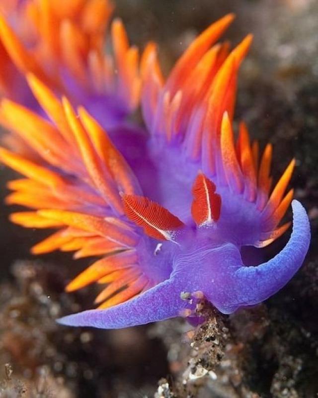微距摄影照片:奇妙的海蛞蝓摄影