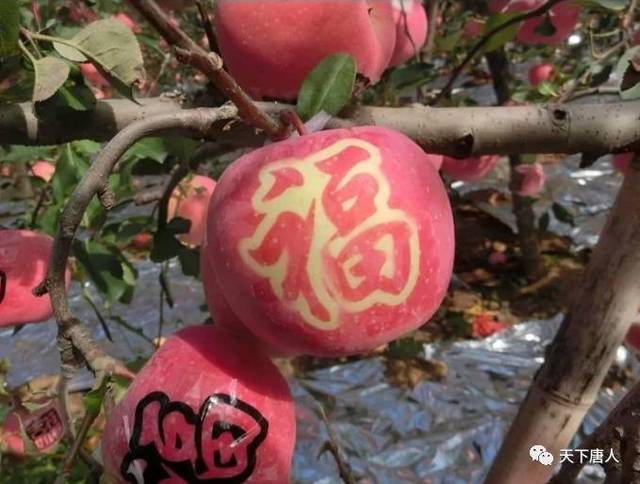 【中秋钜献】中秋节,让长出祝福的苹果, 替您表达心意