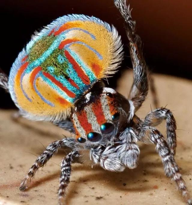 不足1cm的小蜘蛛,会开屏,会跳舞,还会唱歌!