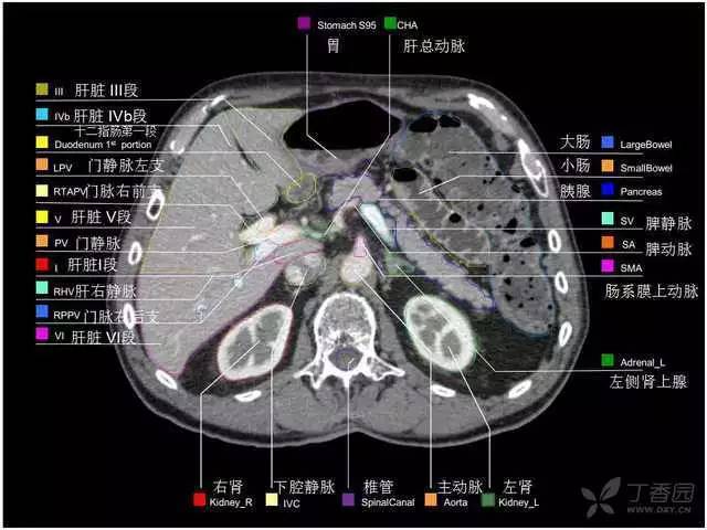 掌握这篇解剖,晋级腹部ct影像诊断高手(精细版)