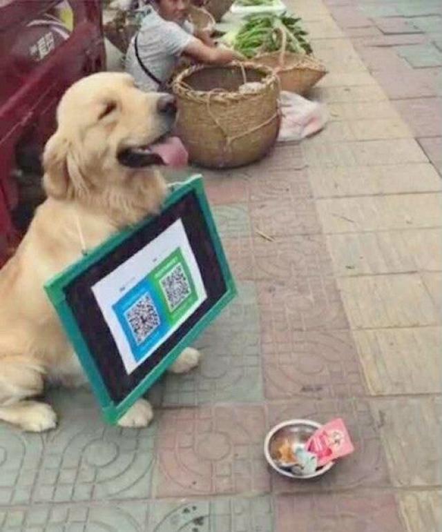 为养活生病主人,金毛每天挂二维码沿街乞讨,路