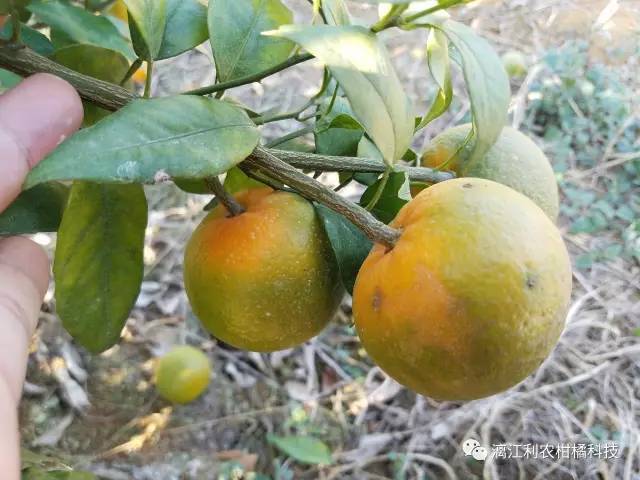 柑橘黄龙病主要传播媒介 2,沃柑溃疡病 疫腐感染嫩梢和果实 沃柑炭疽