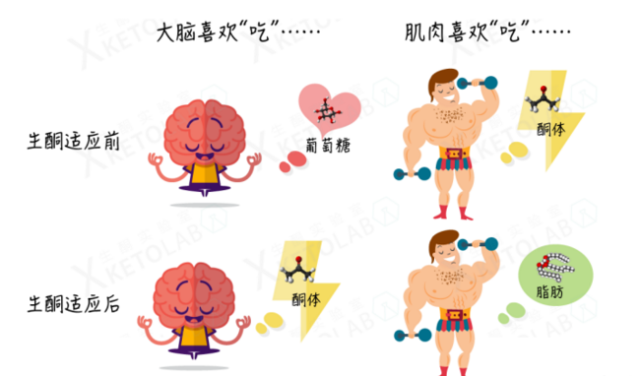 趣谈生酮饮食的原理和过程