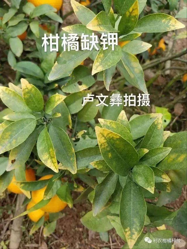 沃柑主要病害有: 柑橘黄龙病主要传播媒介 2,沃柑溃疡病 疫腐感染嫩梢