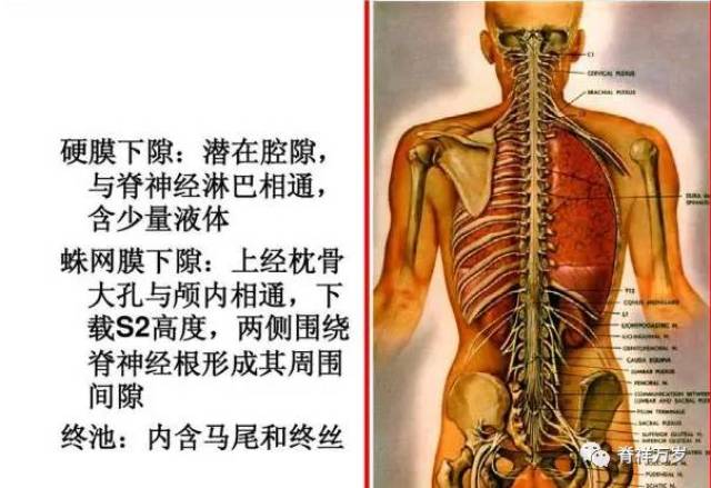 腰椎及腰部的解剖