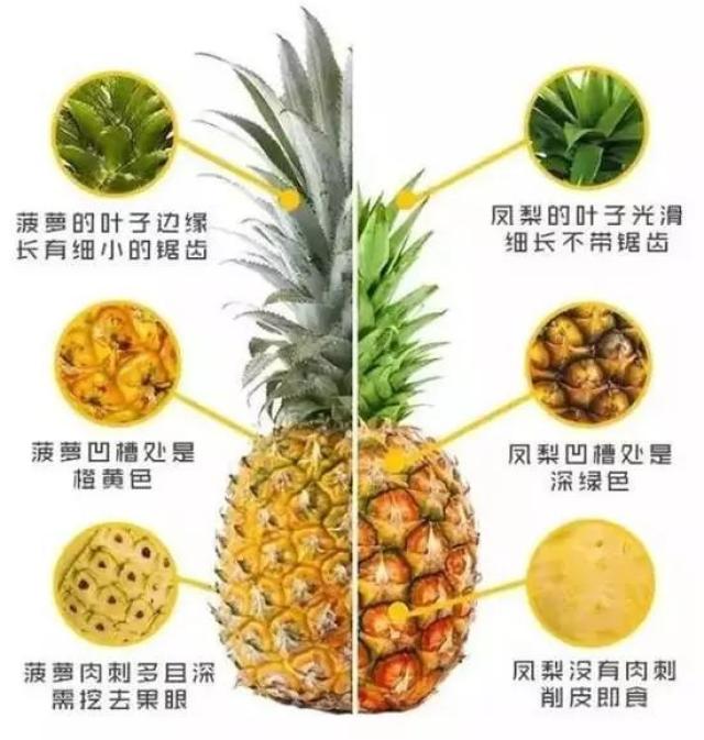 菠萝vs凤梨