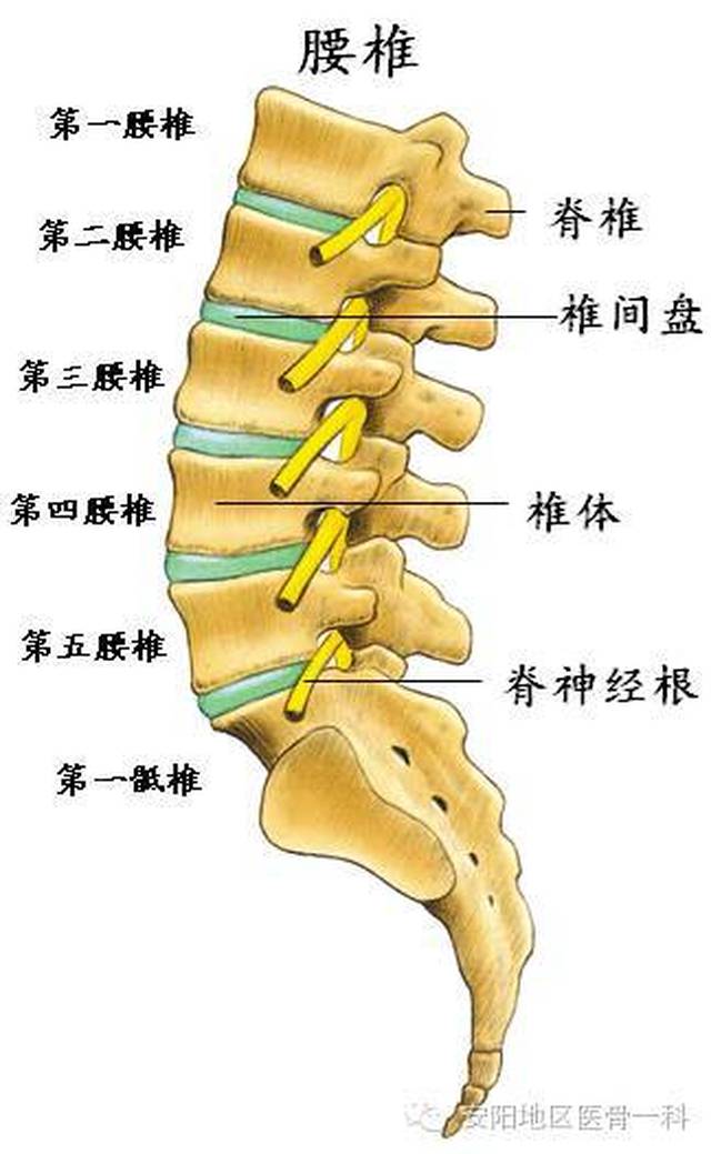 日常腰痛,5大方法让你缓解!