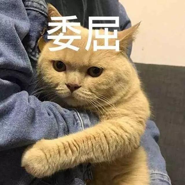 健身前有时间都招猫逗狗了 猫咪觉得你是主人 健身后,猫星人觉得你