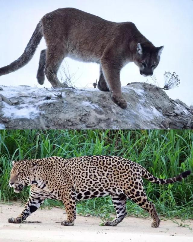世界上最大的橘猫?它的家常便饭可是鳄鱼