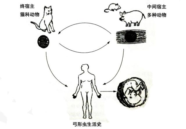 根据清华大学出版社出版的《病原生物学》中对弓形虫生活史的描述