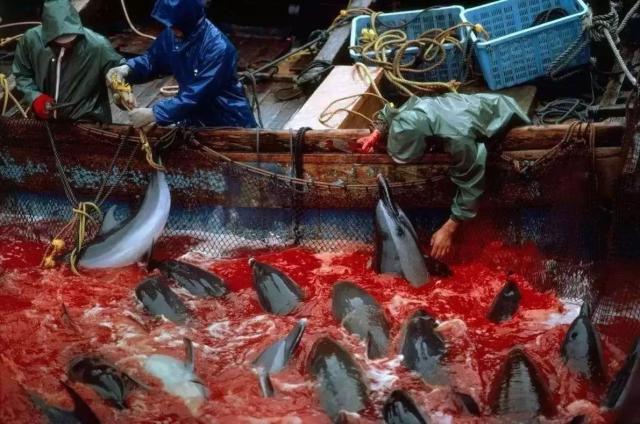海豚们发出极度痛苦的哀叫,仿佛隔着画面都能闻到浓烈的血腥味