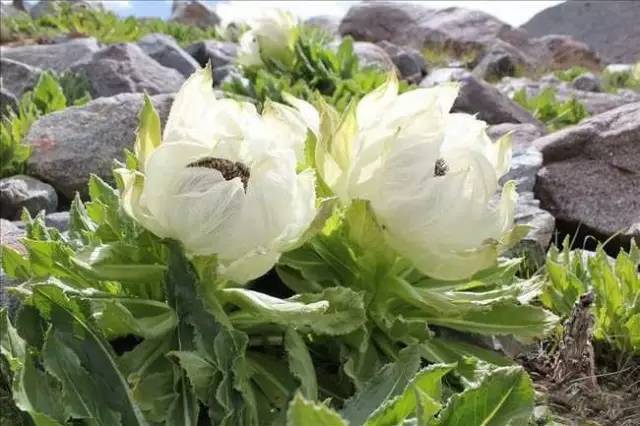 雪莲花,藏语称恰果苏巴,为菊科多年生草本植物,花语,纯白的爱,坚韧