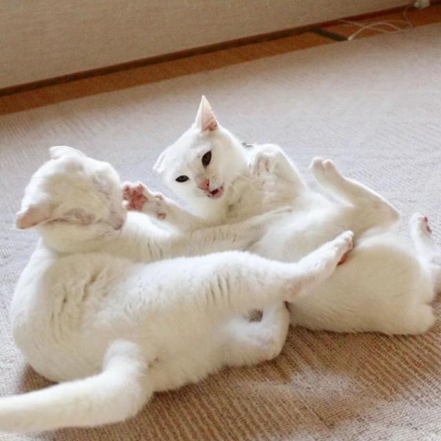 养了两只爱互怼的猫是什么体验?随便一拍就是表情包!