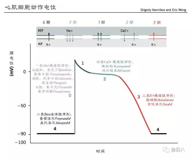 浦纤维的各种钾通道,延迟复极化过程,延长动作电位时程和有效不应期