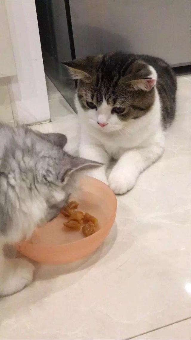 把猫咪丢给朋友照顾,一直担心会被欺负,结果被他家的猫给暖到了
