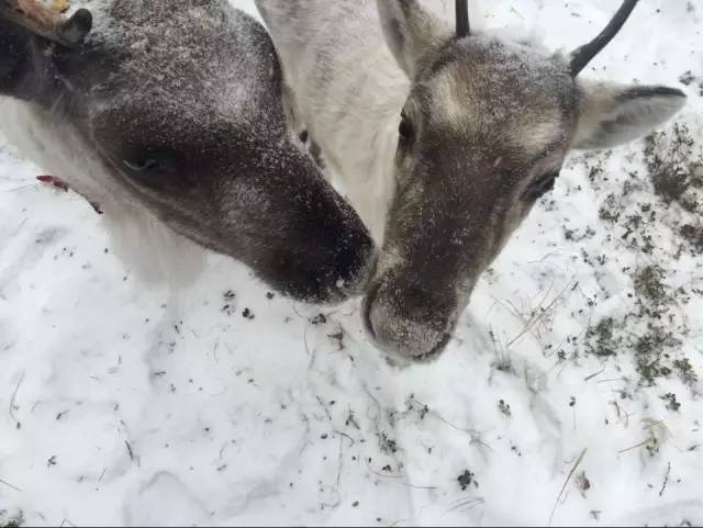 满归| 四不像"的故事