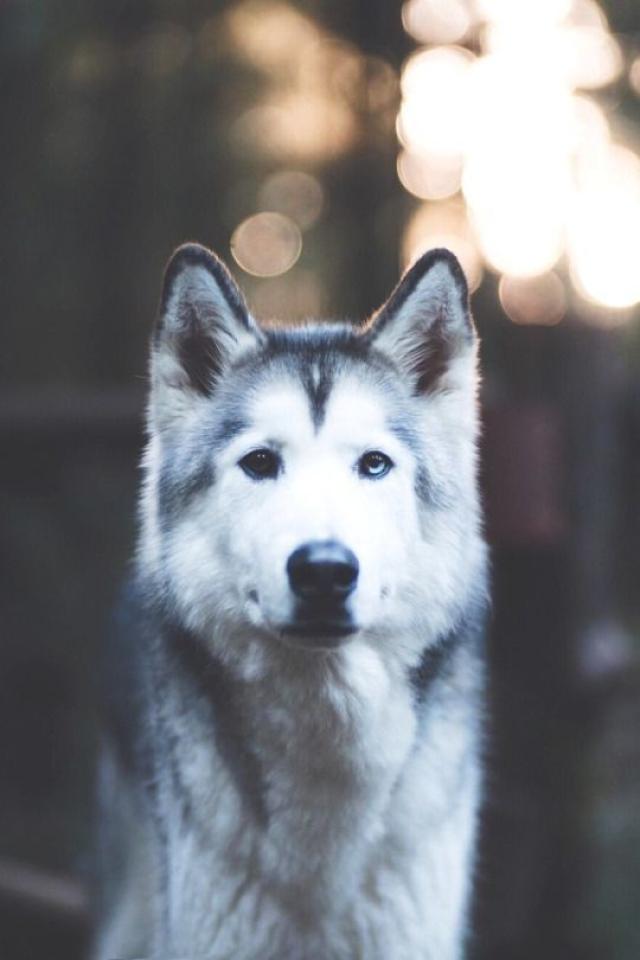 西伯利亚雪橇犬