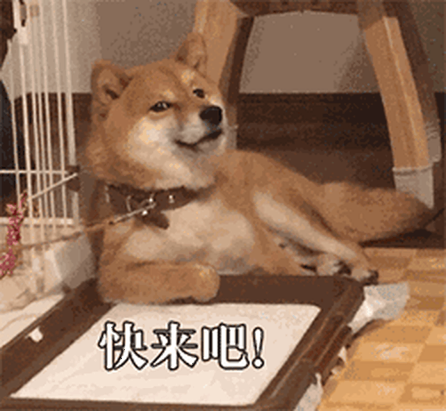 表情包|这是史上最全的单身狗系列表情包!