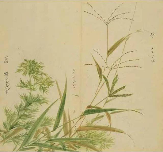 《诗经》里的植物长啥样?53幅手绘画搭配诗句,这么背诗简直美翻了!