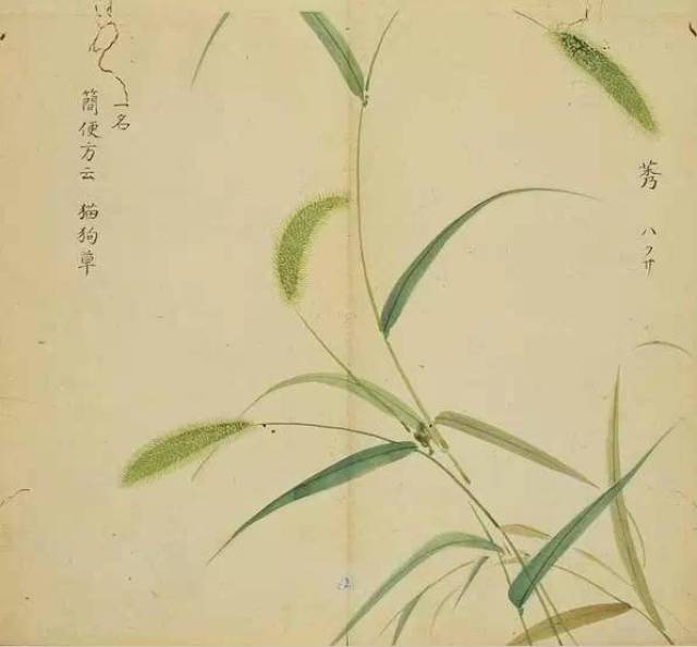 《诗经》里的植物长啥样?53幅手绘画搭配诗句,这么背诗简直美翻了!