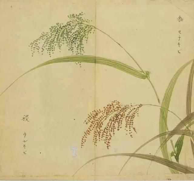 《诗经》里的植物长啥样?53幅手绘画搭配诗句,这么背诗简直美翻了!