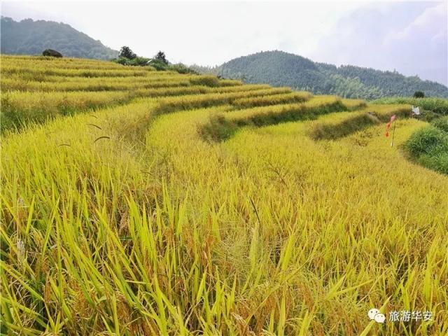 华安的梯田 长出满满的黄金稻谷 稻浪涌金 美在不言中 秋季 春种秋收