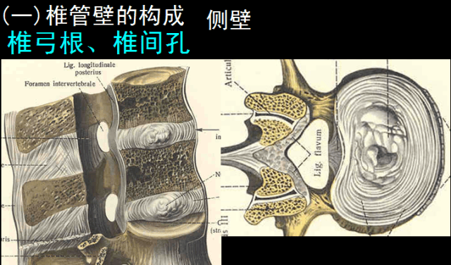 椎管的解剖及其影像学循征