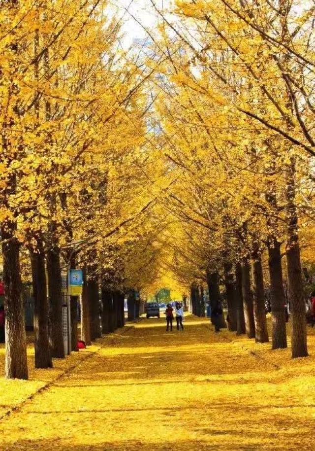 中国最早最美的秋天在东北!美的无可救药,连东北人都不一定知道!