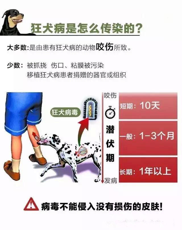 你身边的不少动物都有可能携带狂犬病毒.