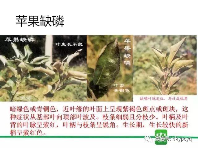 【普创分享】一分钟看懂作物缺磷图谱