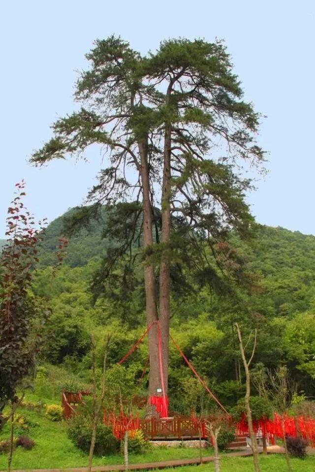 在感恩塔旁边还有一个直插云霄的巴山松,树的下半部是一整个粗大的