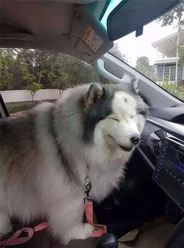 嗯……我想大概是柯基 哈士奇 橘猫吧