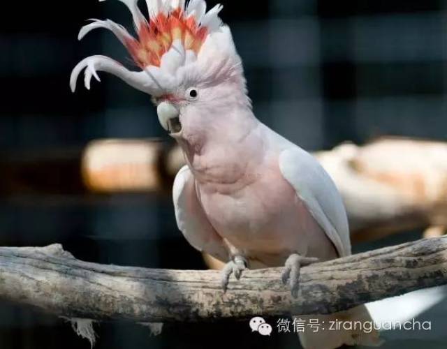 米切氏凤头鹦鹉,体长在35厘米左右,体重在420克左右.