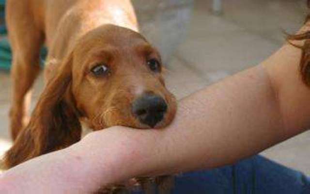 去年温州近6万人被动物咬伤 被狗咬伤的占七成多
