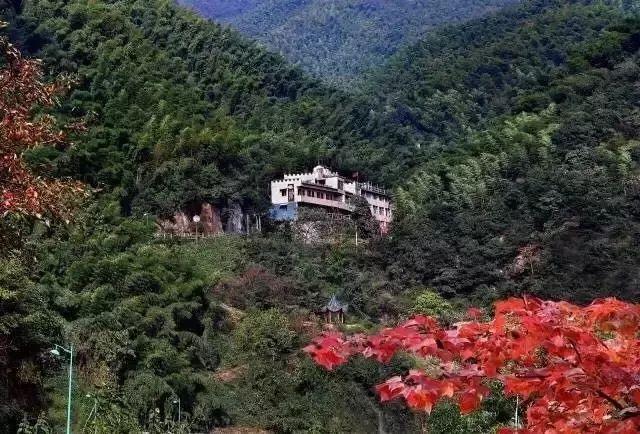 满山碧绿,都是清香的三清茶,山坳深处就是戴村当地非常有名的三清寨