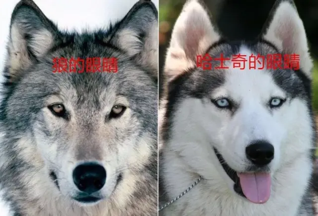 主人带哈士奇治疗犬散步被猎人击杀,对方称:我以为是只狼