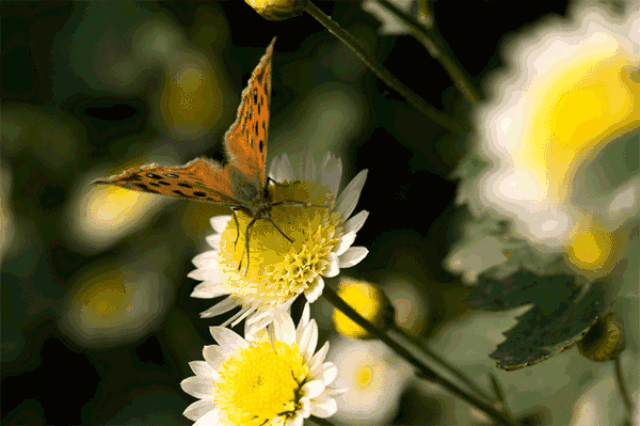 听说了吗 秦岭山脚下惊现大型花海 15余万盆300多个品种的菊花 将在