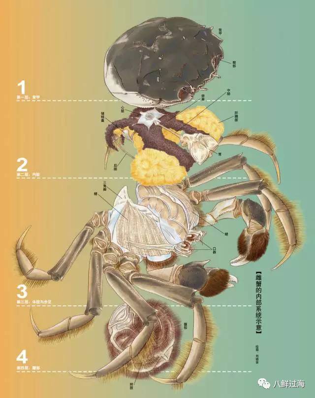 淡水蟹中的霸主:从中国走向世界的大闸蟹(中华绒毛蟹!