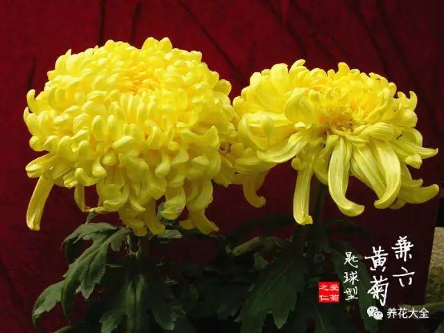 全球最美100款中华菊,馋得挪不动眼!