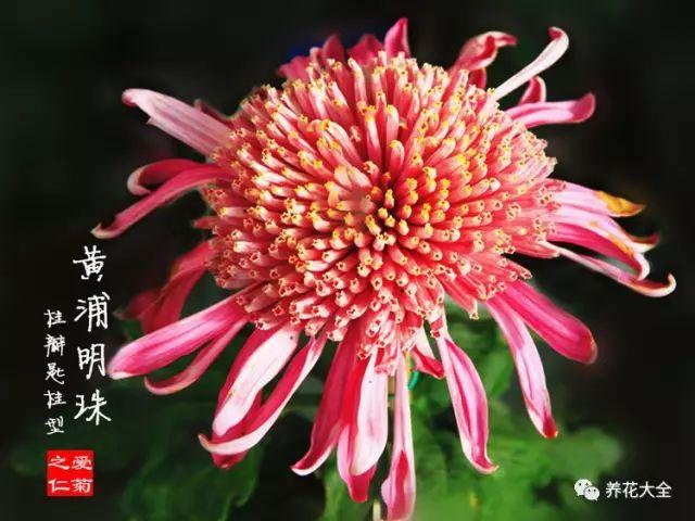 全球最美100款中华菊,馋得挪不动眼!