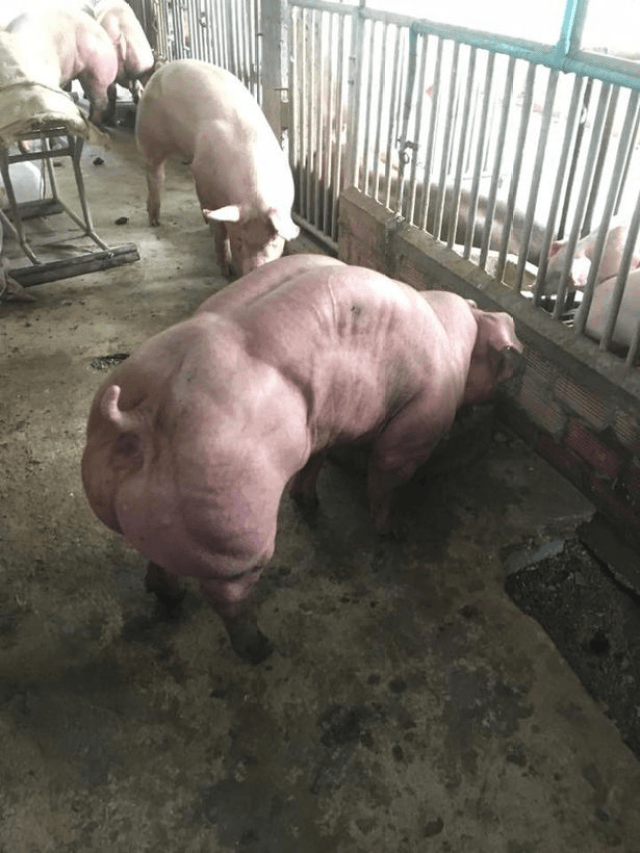 在这位柬埔寨农民的facebook网页上,这些变异猪正在被快乐地分享着.