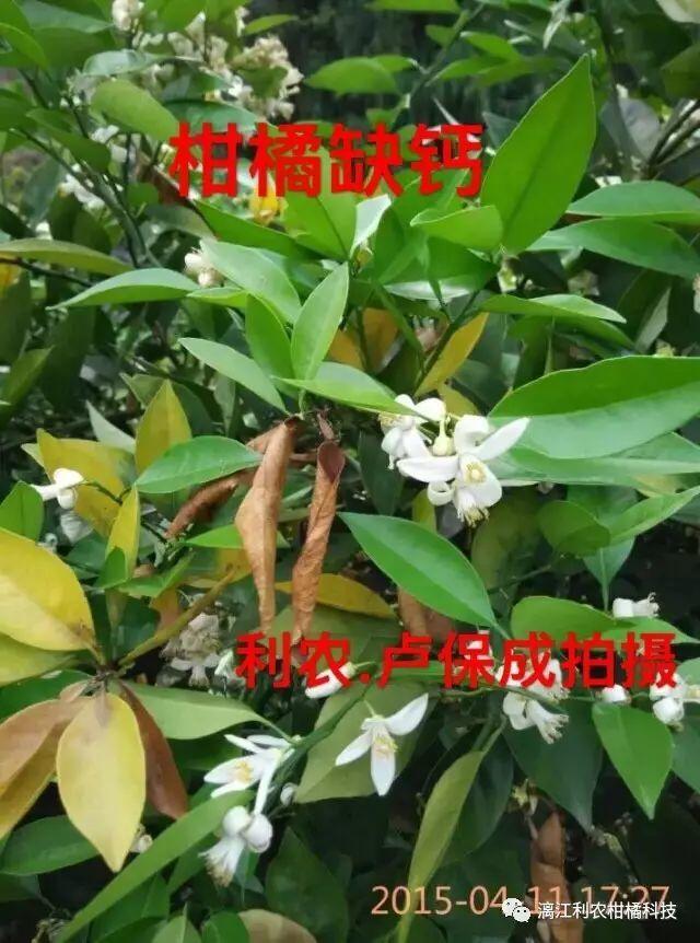 高清来袭:柑橘营养元素缺乏识别,对比实拍图谱