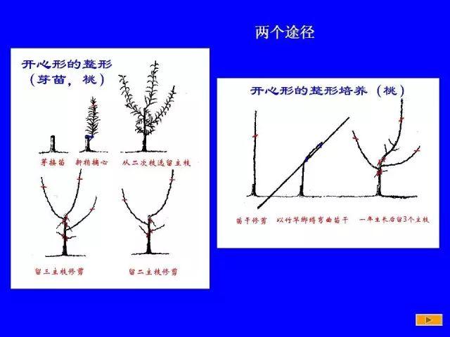 【五谷丰】史上最全果树修剪图解