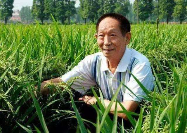 袁隆平海水稻将测产, 或在2.8亿亩盐碱地推广