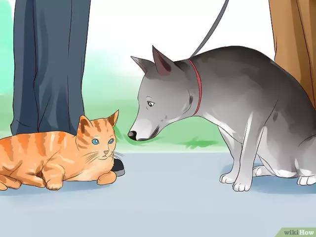 【医我看】猫咪和狗狗一定是天敌么?